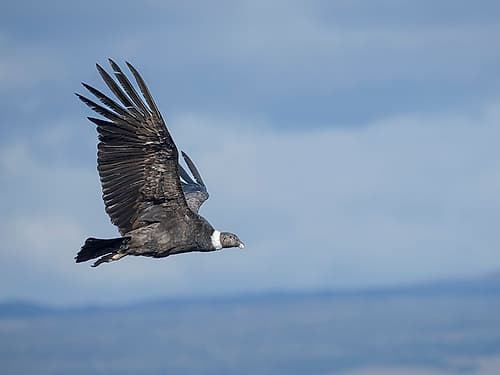 Female Andean condor in Patagonia. Chile, Magallanes. Art Print